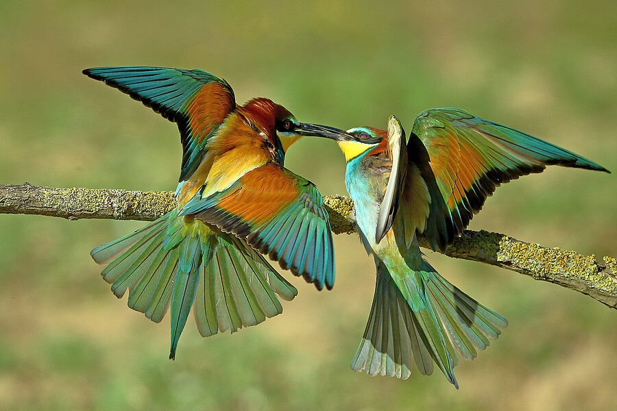 BEE EATERS FIGHTING